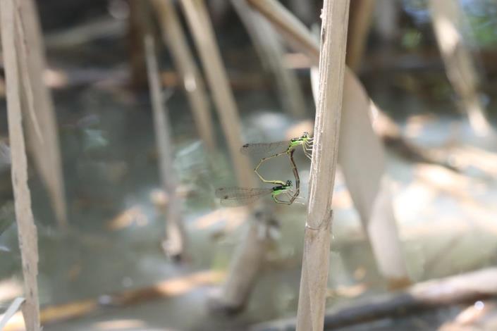 Taipei HEO and Society of Wilderness Join Forces to Protect Critically Endangered Species, Successfully Bringing the Four-spotted Midget Damselfly Back to Its Restoration Pond!