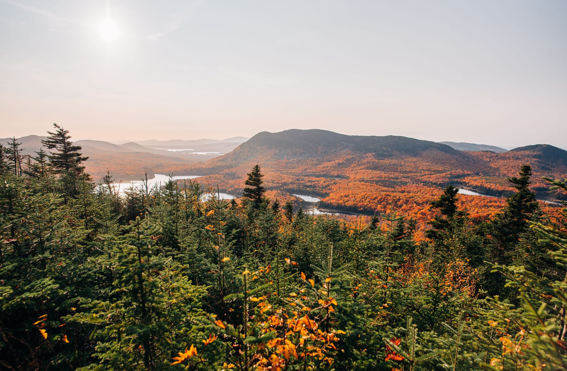 New Option for Nature-Based Solutions: TCX Launches Improved Forest Management (IFM) Projects